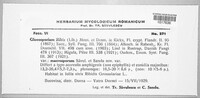 Drepanopeziza ribis image